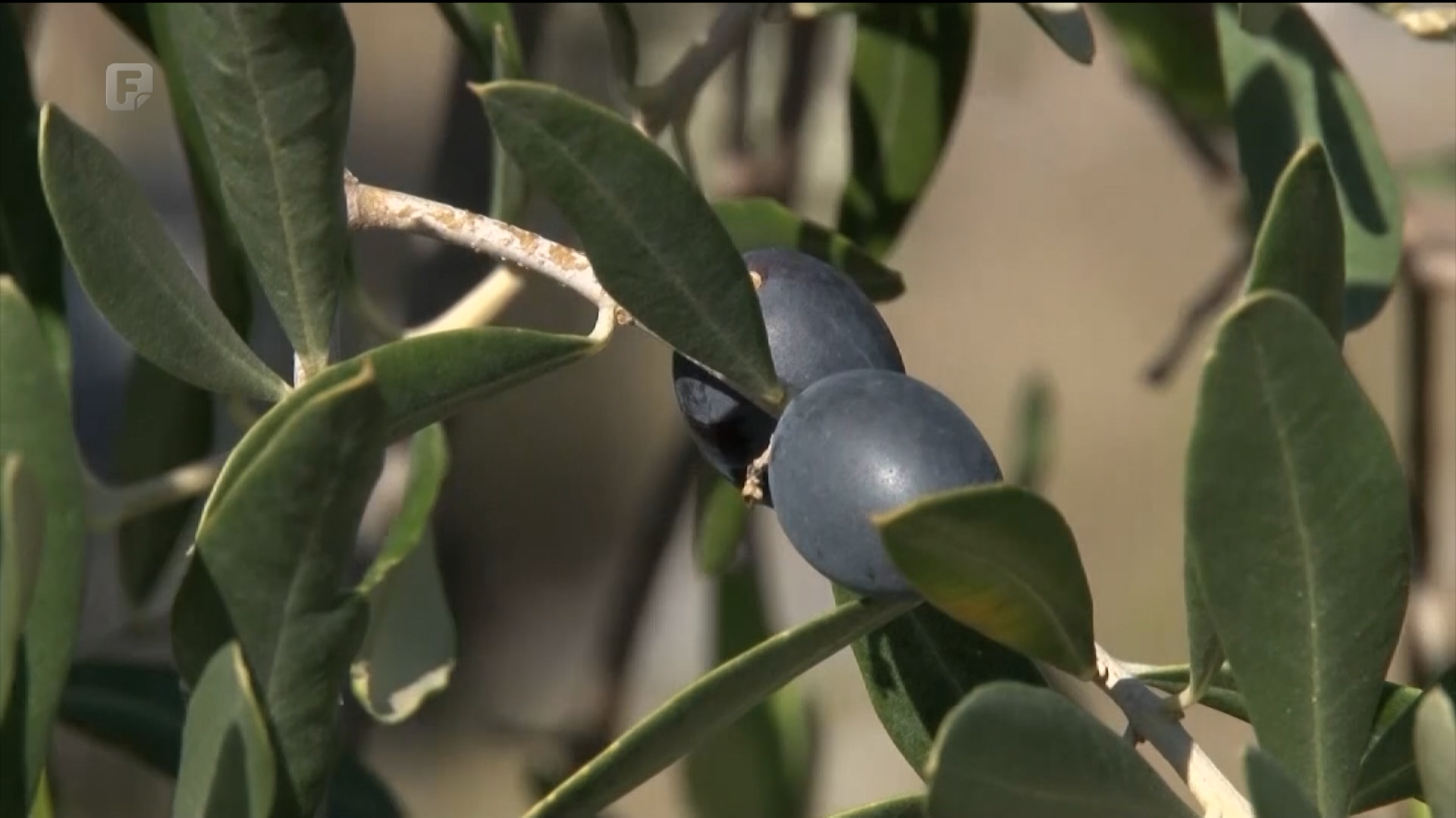Otvoren i Centar za maslinarstvo - najbolje se pokazala sorta koroneiki